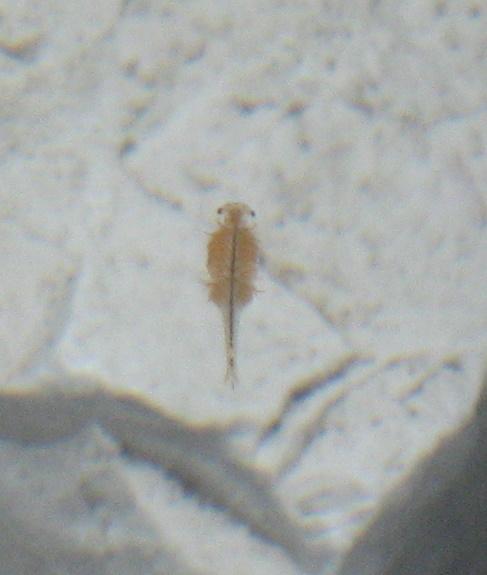 Lago di Pilato - A species of red shrimp unique to the lake